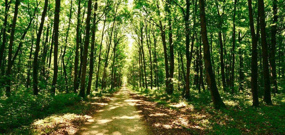 forêt française